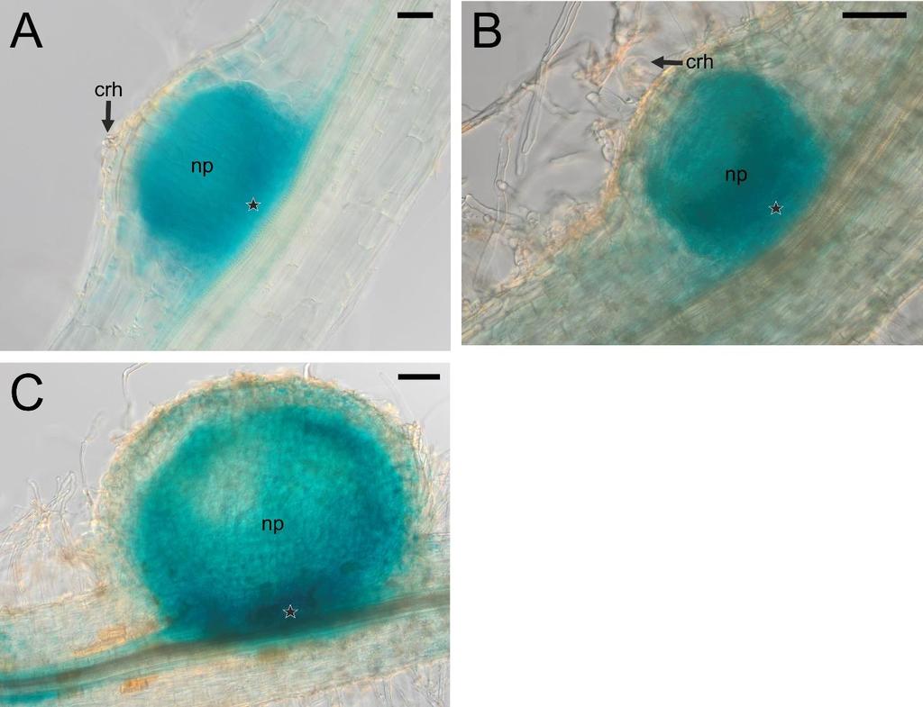 Figure S8. The pattern of LjPIN2 expression in the "hidden" (A, B) and "emerged" (C) root nodule primordia.