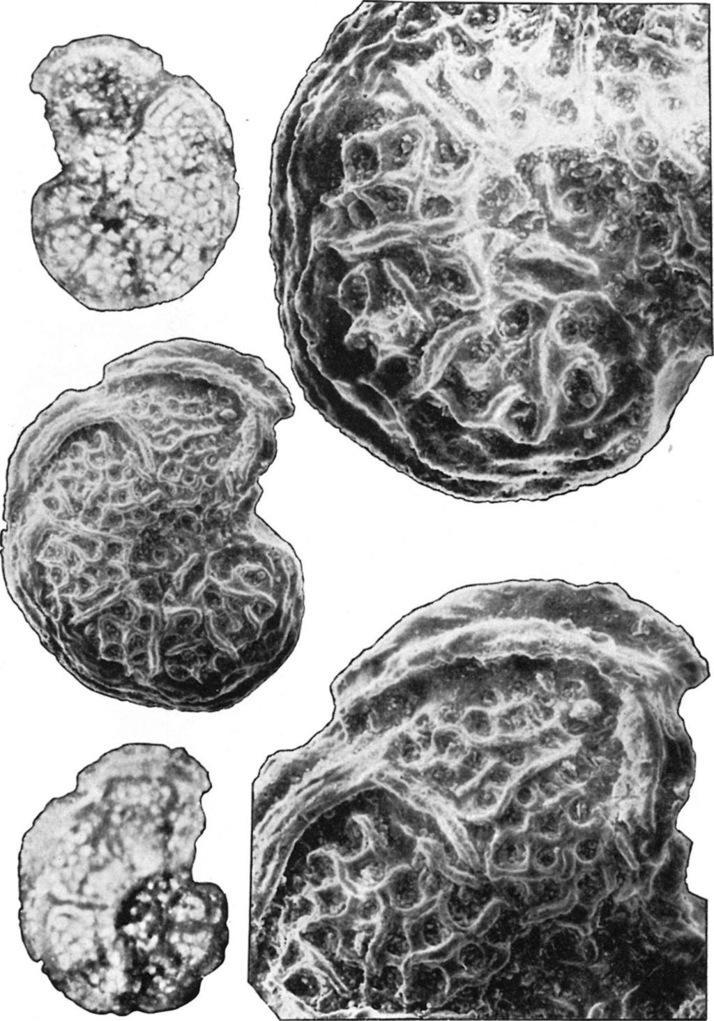 electroscanning 81 VIII.