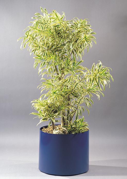 28 Pleomele Song of India más néven Dracaena reflexa Song of India, a legszebbek
