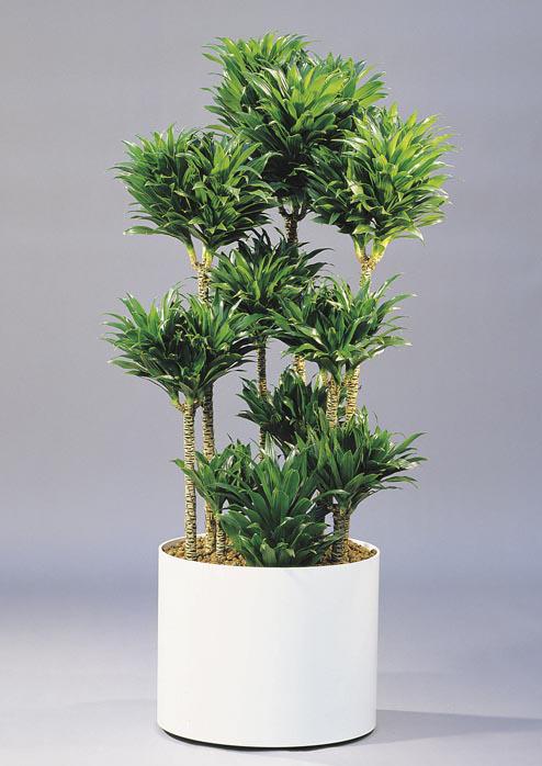 4 Dracaena compacta a legárnyéktűrőbb fajták egyike (300-400 lux), igen lassú