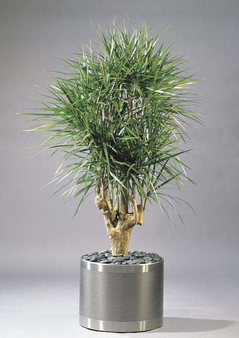 7 Dracaena marginata az idős tönk lehet kb 1,5-2,5 m magas szoliter, félárnyékot tűrő