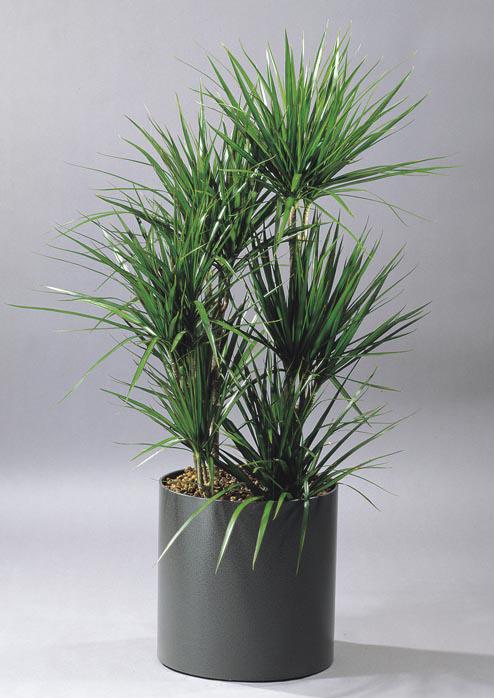 igényel 8 Dracaena marginata a fiatalabb tönk is több hajtással rendelkezik,