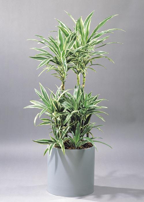 10 Dracaena White Stripe igen árnyéktűrő (300-400 lux), nem túl igényes, lassú