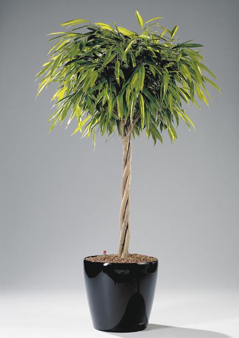 16 Ficus longifolia akár törzes is lehet, 3-6 m magasra nevelten, nemtúl igényes,