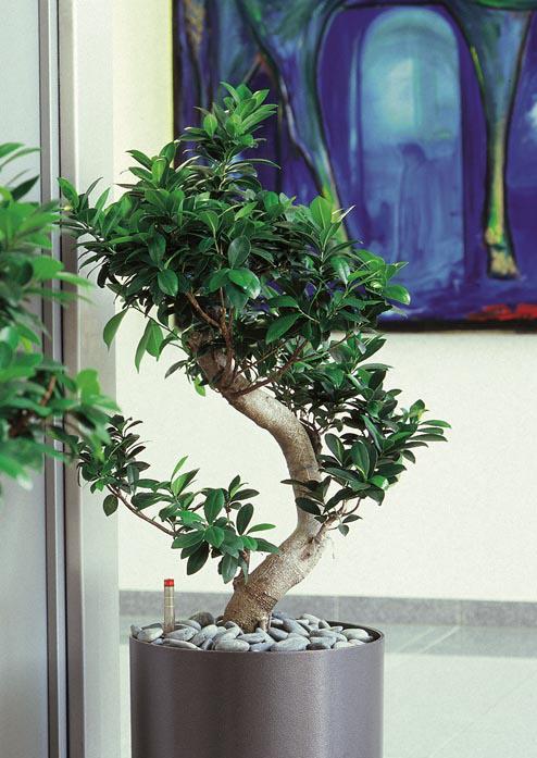 19 Ficus panda bonsai formára emlékezetető alak, világos helyre való (800-1000 lux), nem