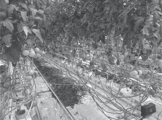 277 A kisgazdaságokban: A Zöldség Farm 2008 Kft.