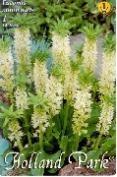 Coles Hymenocallis