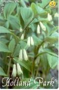 Incarvillea delavayi