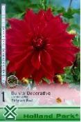 Dahlia Ball Sunny Boy