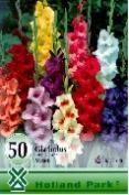 / / / Gladiolus Red