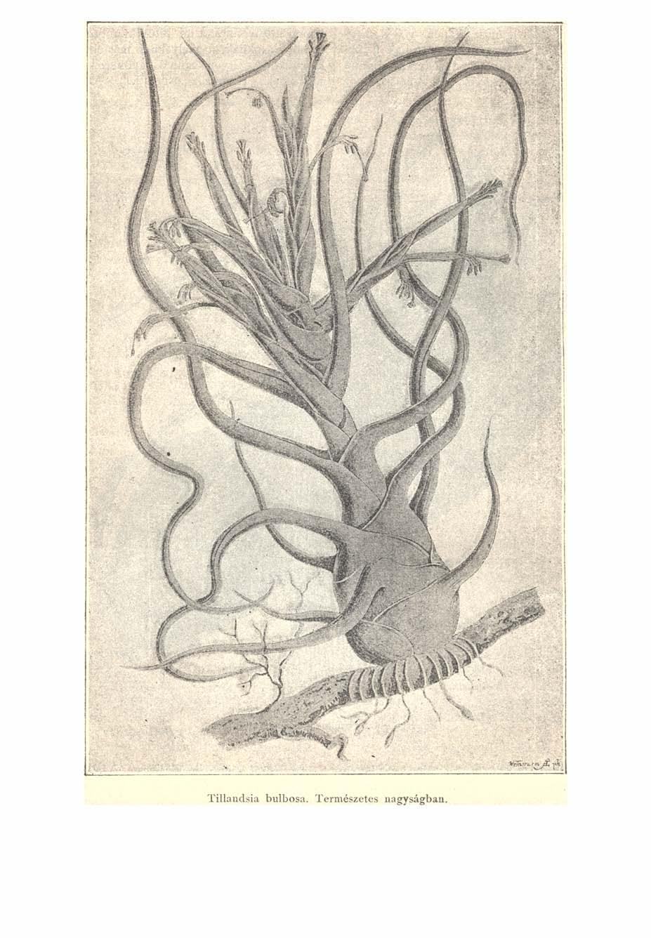 ,iv vv Tillandsia