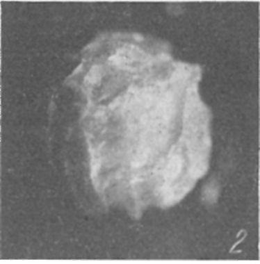 Atopochara trivolvis Peck, l.ábra: alulnézet, 2. ábra : oldalnézet, 3. ábra r felülnézet Atopochara trivolvis Peck. Fig. 1. basal, fig. 2. lateral, fig. 3. summit views of gyrogonite A fosszilis Charophyták rétegtani értékét az Atopochara trivolvis leletei nagy mértékben megerősítik.