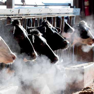 Ni TPI, Ni LPI, Ni NM$ - već indeks konstruisan samo za Vašu farmu - INDEKS PO MERI SEMEX PK BB ajánlata a termelőknek selekciós és termékenyítési terv kidolgozása, felhasználva a világban