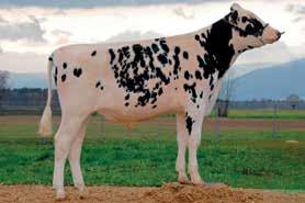 FLY LA BRILLAZ FLY SHOTTLE X RTY X RUDOLPH CH 120.0741.9808.2 ROĐEN 2008 TMI 1095 HB 2442 Mleko! / Tej!