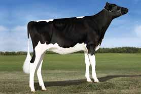 AltaKERMIT PEAK ALTAKERMIT-ET KINGBOY X SUPERSIRE X SHOTTLE HO840M003126668077 ROĐEN 2/18/2015 TPI 2477 HB 2587 Lineáris tipus osztályozás 0 ćerki lányai 0 stada tenyészet 79 % +2.31 +1.97 +1.03 +1.