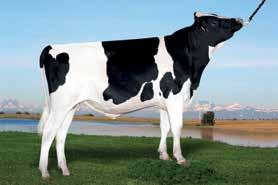 AltaMAESTRO PEAK ALTAMAESTRO-ET MASTERFUL X MUNITION X SNOWMAN HO840M003134406909 ROĐEN 12/1/2015 TPI 2573 HB 2589 Lineáris tipus osztályozás 0 ćerki lányai 0 tenyészet stada 79 % +1.93 +1.43 +1.