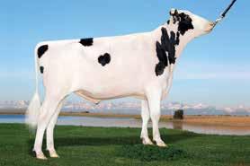 AltaMANTRA PEAK ALTAMANTRA-ET WICKHAM X SUPERSIRE X BOOKEM HO840M003131131493 ROĐEN 10/12/2015 TPI 2522 HB 2588 Lineáris tipus osztályozás 0 ćerki lányai 0 stada tenyészet 80 % +2.03 +1.55 +1.21 +1.