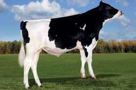 AltaROBLE LONE-OAK-ACRES ALTAROBLE-ET GUL X OBSERVER X SHOTTLE HOUSAM000069829747 ROĐEN 10/12/2012 TPI 2425 HB 2455 Lineáris tipus osztályozás 867 ćerki lányai 246 stada tenyészet 97 % +2.64 +3.23 +1.