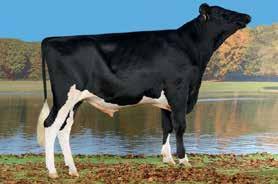 SMARAKT FRAUCHWIL SMARAKT SUPERSIRE X BOLTON X GOLDWYN CH 120.0652.2167.6 ROĐEN 2013 TMI 1357 HB 2599 Mleko! / Tej Zdravlje / Egészség Noge! / Körmök és lábak!