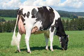 WEGAS PELARD WEGAS RTY X JOLT X STARDOM CH 120.0451.4056.0 ROĐEN 2004 TMI 1144 HB 2557 Mleko!