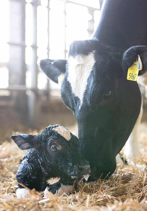 SADRŽAJ / TARTALOM CRNI HOLŠTAJN FEKETE HOLSTEIN CRVENI HOLŠTAJN VOROS HOLSTEIN AltaACEHIGH AltaAM AltaAMULET AltaATANI BLUESTAR AltaDATELINE AltaCLAIM AltaEXPAT FLY AltaHIFASHN AltaKERMIT