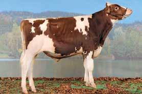 SUPERSTAR TGD-HOLSTEIN HVEZDA SUPERSTAR HVEZDA X GOLDWYN X DIABOLIC CH 120.0964.1865.