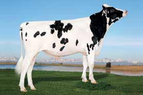 AltaAM PEAK ALTAAM-ET SUPERSHOT X MUNITION X SNOWMAN HO840M003133371313 ROĐEN 11/18/2015 TPI 2464 HB 2540 Lineáris tipus osztályozás 0 ćerki lányai 0 stada tenyészet 79 % +1.59 +1.08 +0.27 +1.