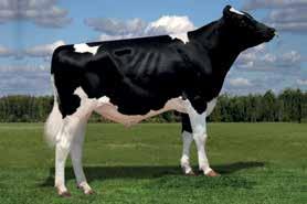 AltaATANI LAMBRECHT ALTAATANI-ET SILVER X SUPERSIRE X COLBY HO840M003132676715 ROĐEN 2/21/2016 TPI 2545 HB 2547 Lineáris tipus osztályozás 0 ćerki lányai 0 stada tenyészet 79 % +1.78 +1.65 +1.28 +0.