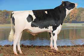 BLUESTAR BLUESTAR-ET SNOWMAN X SANCHEZ X MR BURNS CH 120.1018.4596.