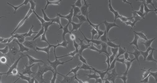 A sejtek sikeres in vitroin vivo környezetét.