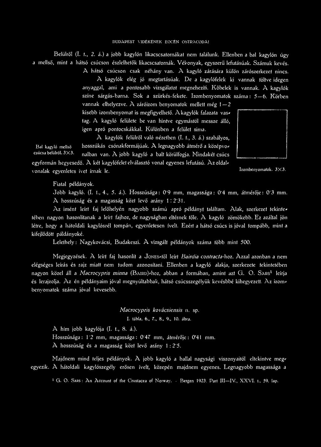 A kagyló felülete be van hintve egymástól messze álló, igen apró pontocskákkal. Különben a felület sima. A kagylók felülről való nézetben (I. f., 3. á.) szabályos, hosszúkás csónakformájúak.