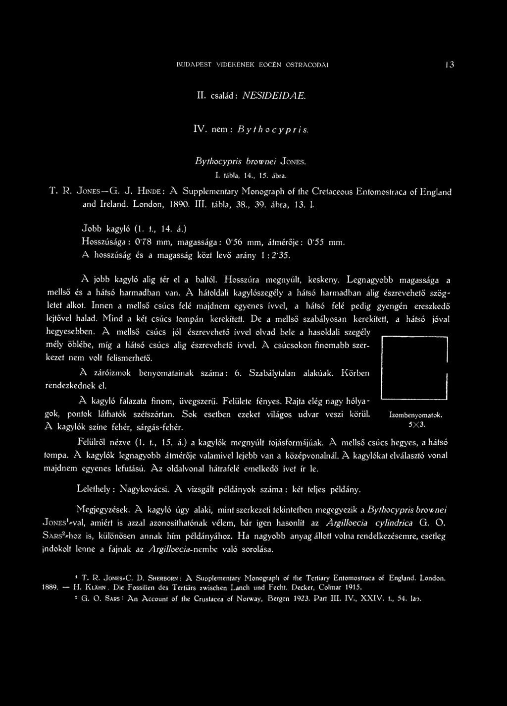 A jobb kagyló alig tér el a baltól. Hosszúra megnyúlt, keskeny. Legnagyobb magassága a mellső és a hátsó harmadban van. A hátoldali kagylószegély a hátsó harmadban alig észrevehető szögletet alkot.