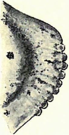 , 4. ábra. Bal kagyló (II. f., 2. á.). Hosszúsága: Г5 mm, magassága: 0 7 2 mm, átmérője: 0'5Г mm. A hosszúság és a magasság közt levő arány 1: 172. Bal kagyló hátsó csúcsa. 3X 3.