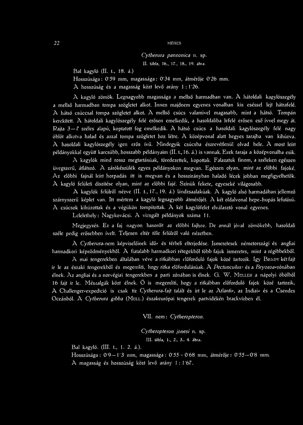 A hátsó csúcs a hasoldali kagylószegély felé nagy öblöt alkotva halad és azzal tompa szögletet hoz létre. A középvonal alatt hegyes tarajba van kihúzva. A hasoldali kagylószegély igen erős ívű.