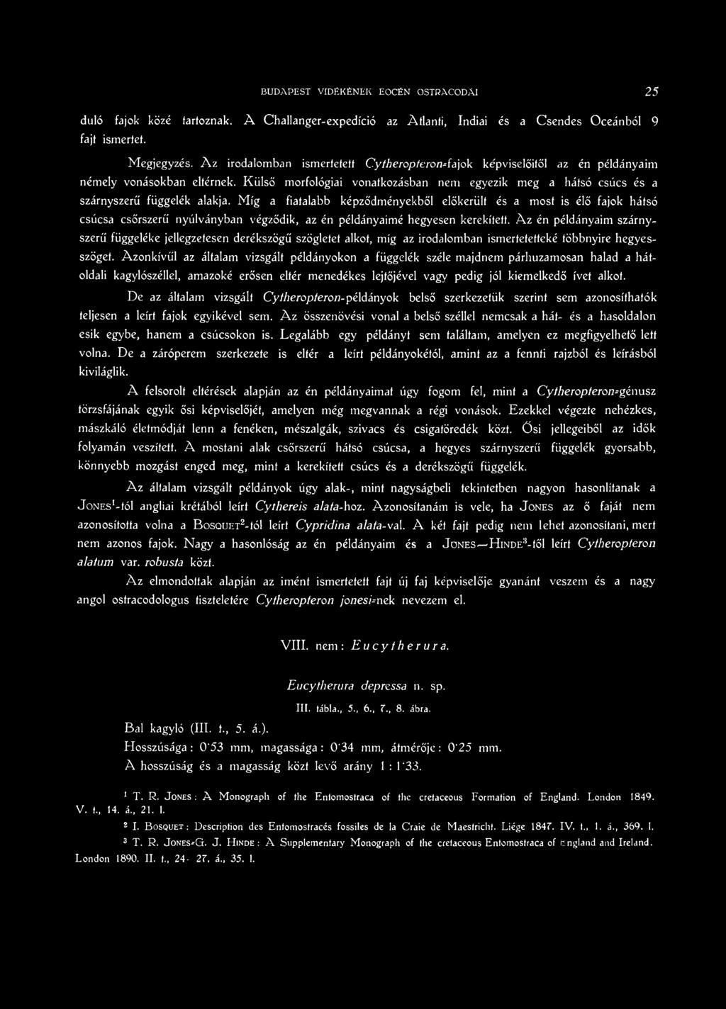 Az én példányaim szárnyszerű függeléke jellegzetesen derékszögű szögletet alkot, míg az irodalomban ismertetetteké többnyire hegyesszöget.