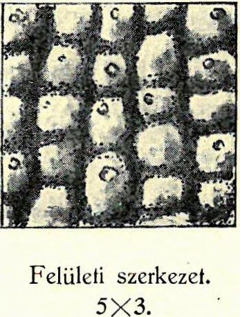 A zárószerkezet még a kettős kagylón is megfigyelhető, úgy a mellső, mint a hátsó kagylószegélyen. A jobb kagylón lenn-fenn egy- egy fog a bal kagyló megfelelő mélyedésébe illik bele.