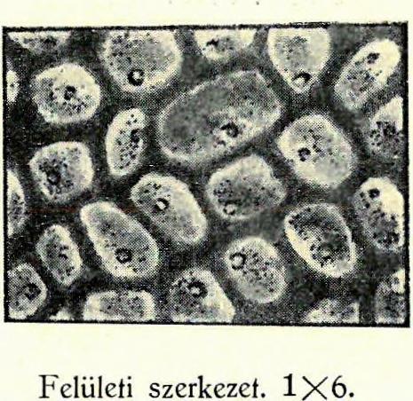 A két csúcsba majdnem észrevétlenül olvad bele. Ügy a mellső, mint a hátsó csúcson elmosódva fel lehet ismerni a peremlemezt a likacscsaíornás övvel. A peremlemez nem széles övű.
