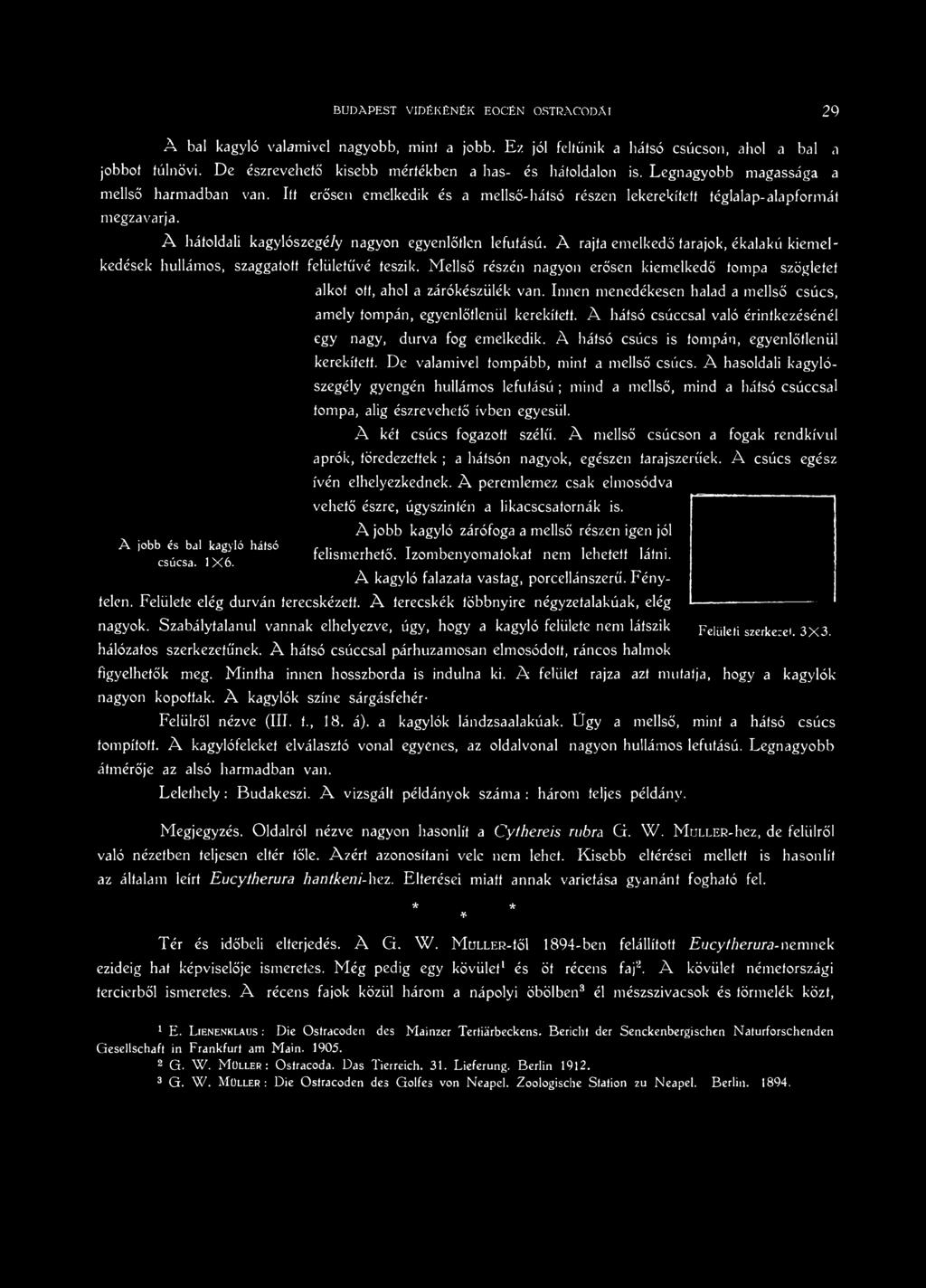 Innen menedékesen halad a mellső csúcs, amely tompán, egyenlőtlenül kerekített. A hátsó csúccsal való érintkezésénél egy nagy, durva fog emelkedik. A hátsó csúcs is tompán, egyenlőtlenül kerekített.