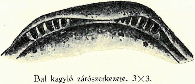 A félkagylók átlátszók, üvegszerűek A kagylók falazata rendkívül vastag. Porcellánszerű. Felületük kissé fényes. A felület síma. Díszítés egy kagylón sincs. A felületen apró gödröcskéket lehet látni.