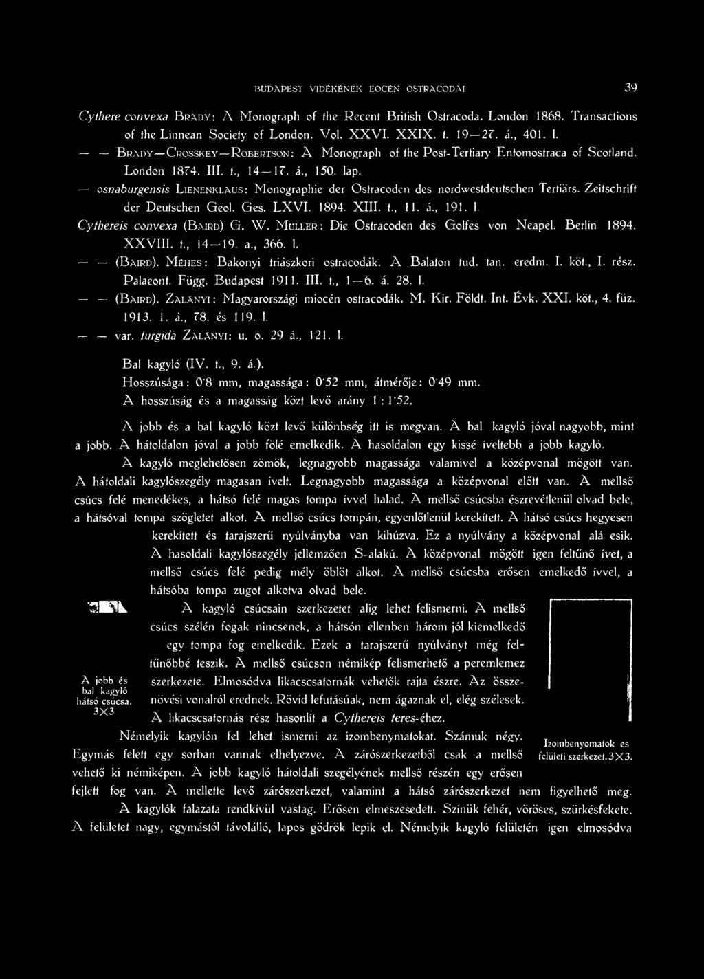 osnaburgensis L ienenklaus: Monographic der Osfracodcn des nordwestdeutschen Tertiärs. Zeitschrift der Deutschen Geol. Ges. LX V I. 1894. XIII. t., 11. ä., 191. 1. Cythereis convexa (B aird) G. W.