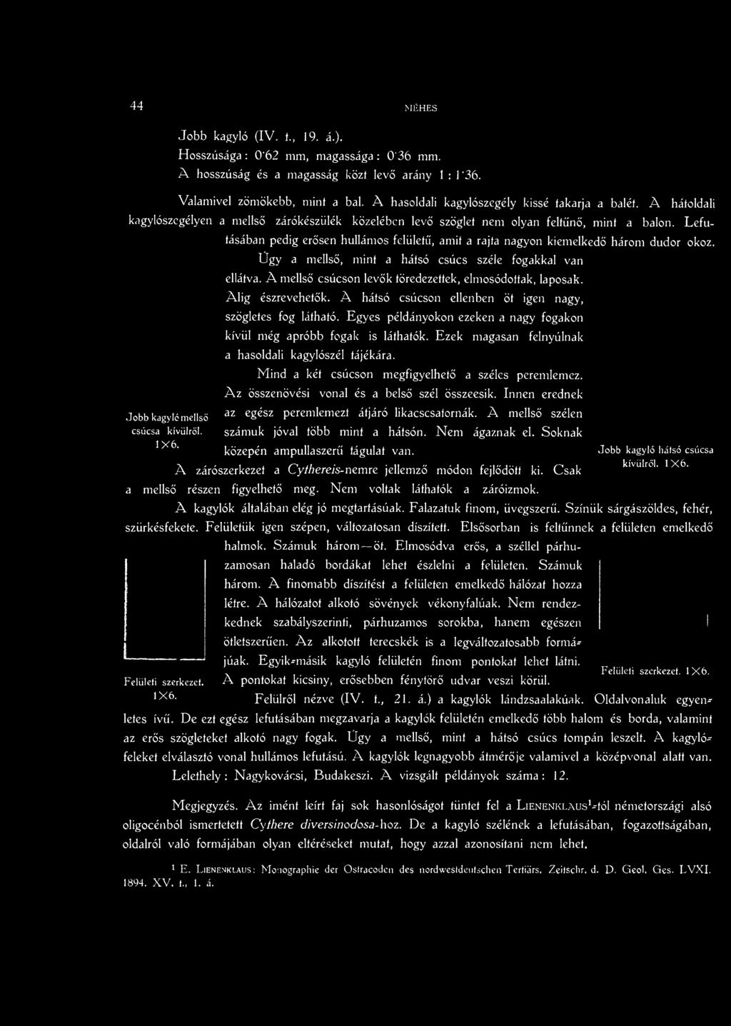 Egyes példányokon ezeken a nagy fogakon kívül még apróbb fogak is láthatók. Ezek magasan felnyúlnak a hasoldali kagylószél tájékára. Mind a két csúcson megfigyelhető a széles pcremlemez.