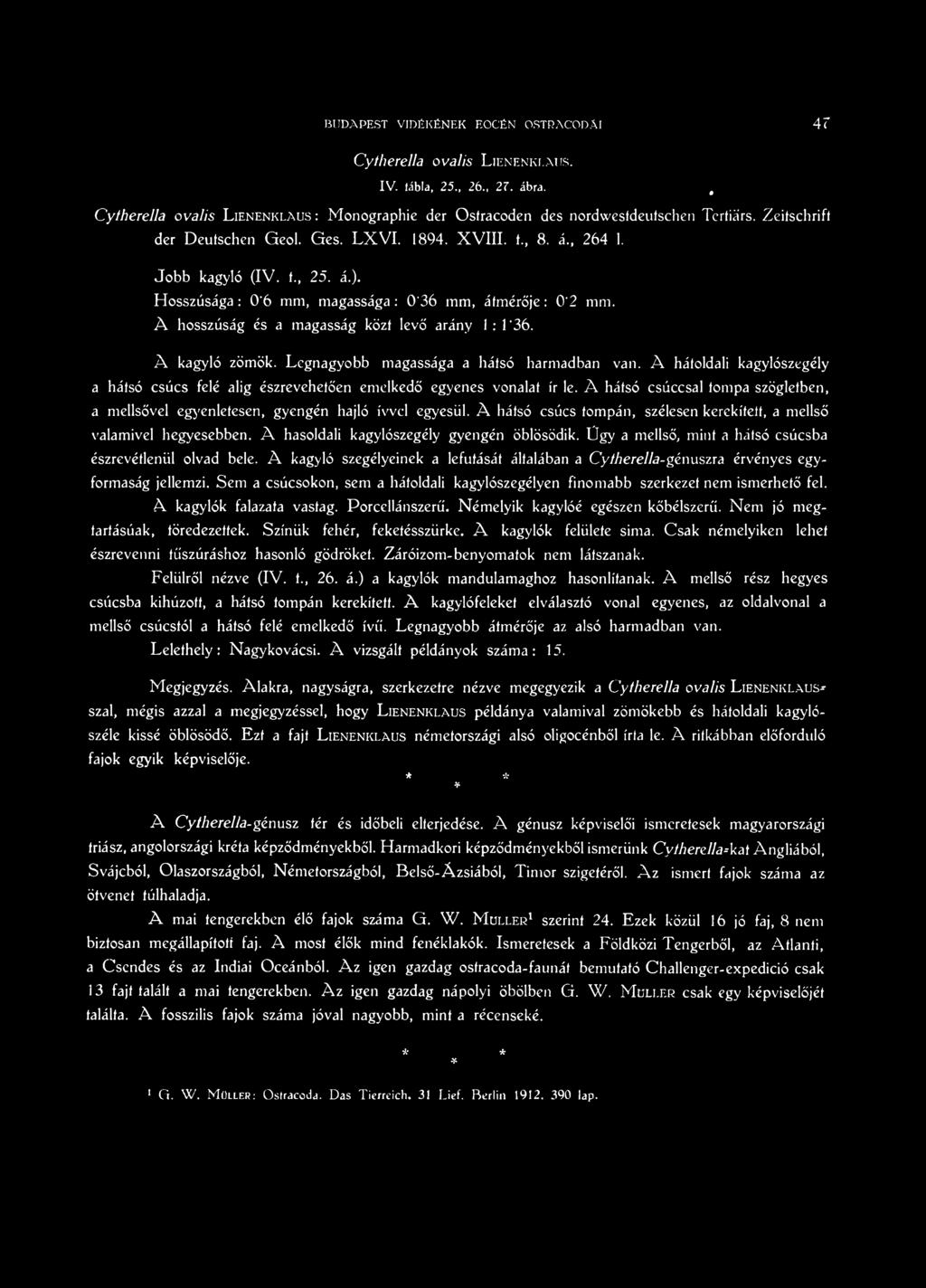 A hátsó csúcs tompán, szélesen kerekített, a mellső valamivel hegyesebben. A hasoldali kagylószegély gyengén öblösödik. Ügy a mellső, mint a hátsó csúcsba észrevétlenül olvad bele.