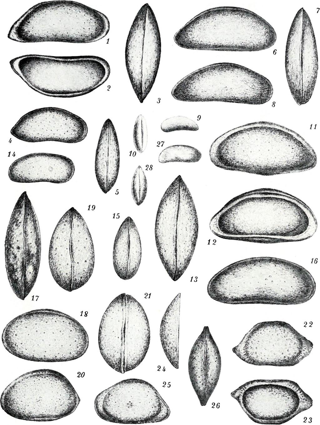 Cieologica Hungarica, Ser.