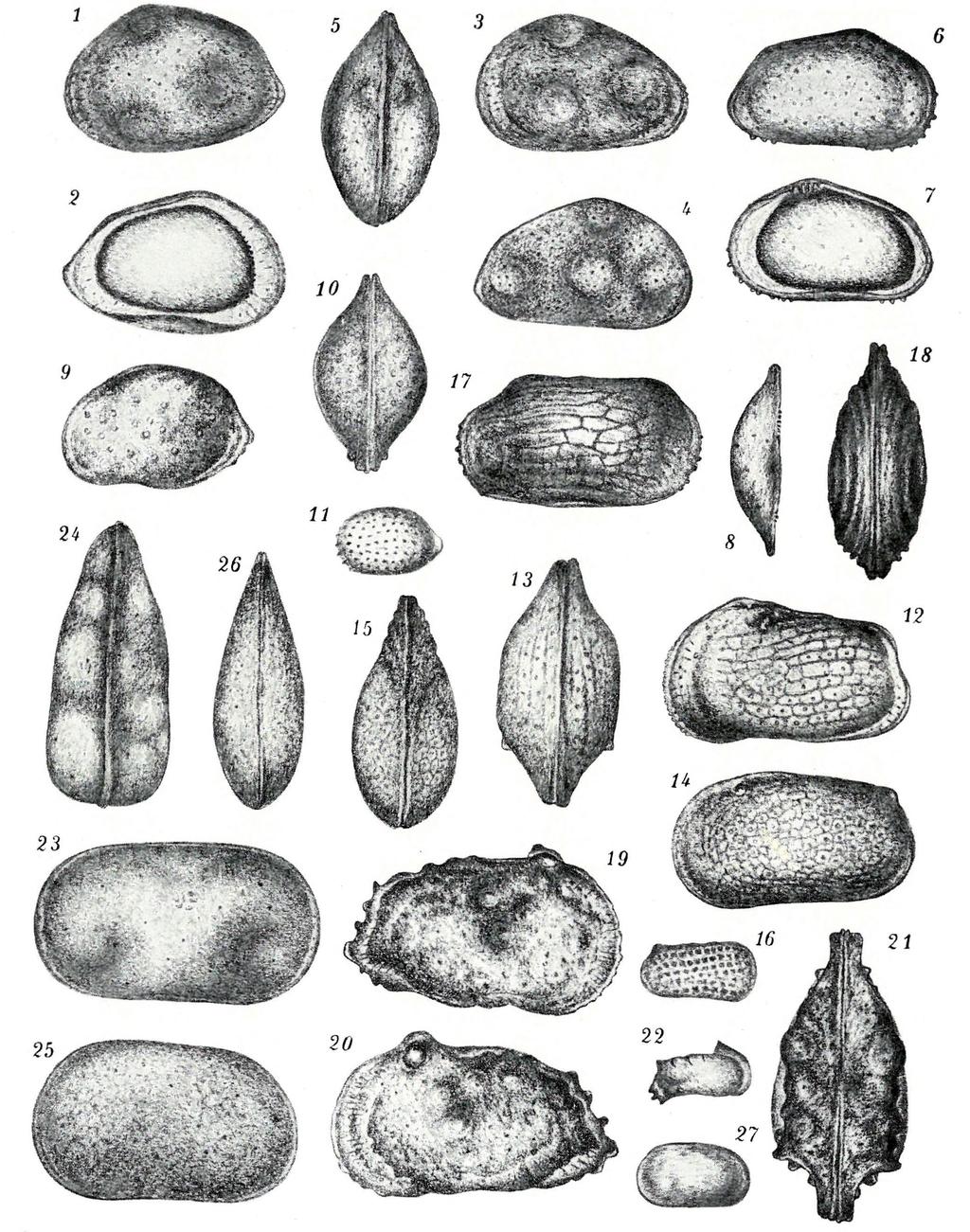 Palaconf. Fasc. 12., Tab.