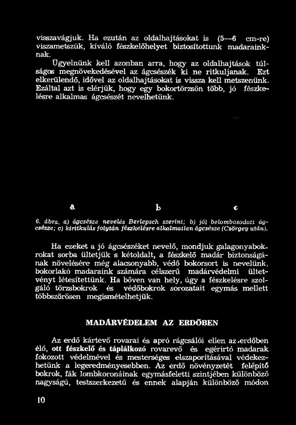 Ha ezeket a jó ágcsészéket nevelő, mondjuk galagonyabokrokat sorba ültetjük s kétoldalt, a fészkelő madár biztonságának növelésére még alacsonyabb, védő bokorsort is nevelünk, bokorlakó madaraink