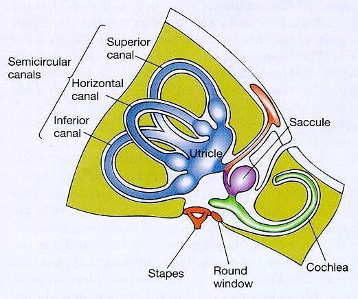 A vestibularis rendszer felépítése Canalis semicircularis Canalis anterior Canalis