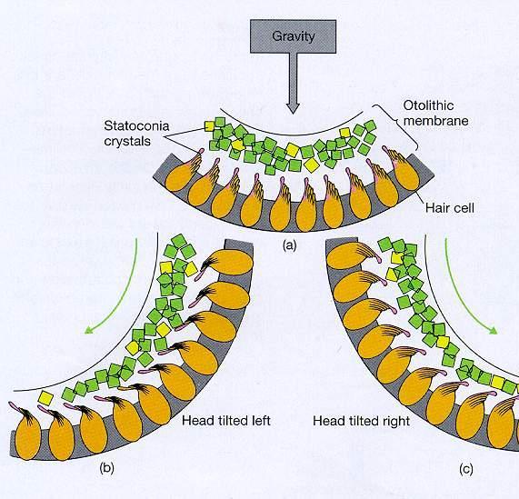 UTRICULUS ÉS SACCULUS Gravitáció Otolith (kristály)