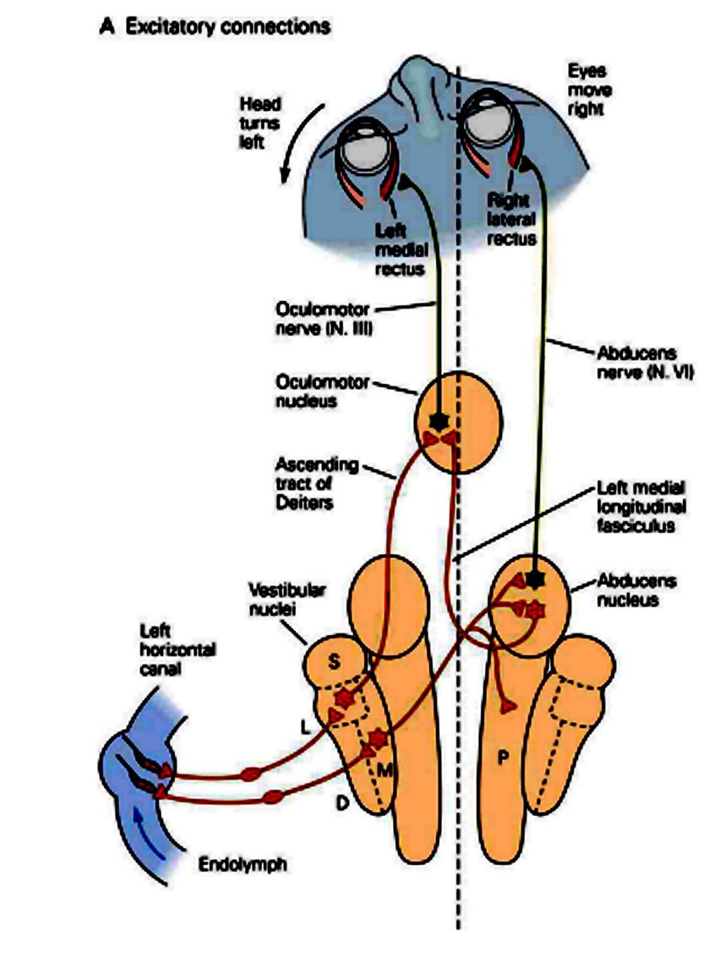 A fej balra fordul n. oculomotorius (III) n. III Vestibularis magok A szem jobbra mozdul n. abducens (VI) Fasciculus longitudinalis medialis n. VI 3.