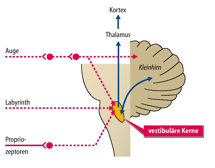 CEREBELLARIS INTEGRÁCIÓ Cortex Szemek Colliculus superior /vizuális és