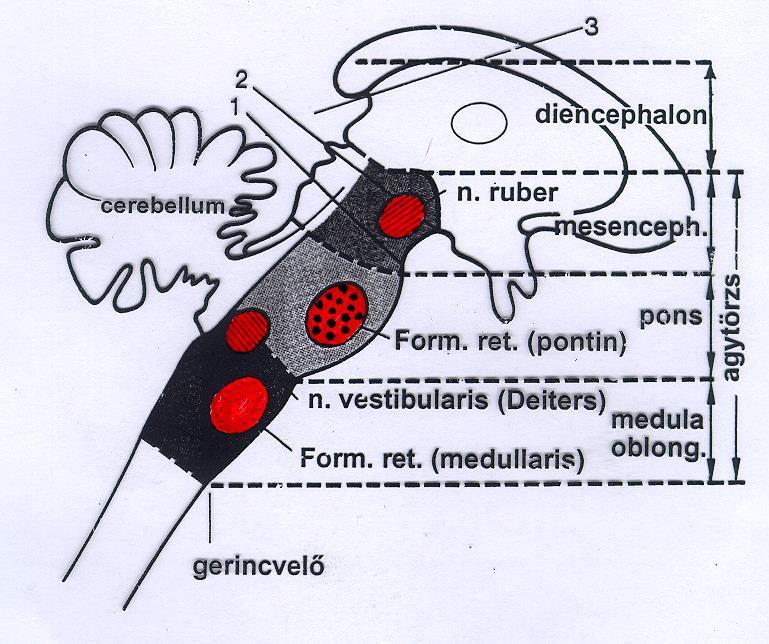 Az izomtónus és testtartás szabályozása 2. 1. n. ruber: extensor (ember: csak felső végtag) 2. n. vestibularis (Deiters): extensor 3. pontin formatio reticularis: extensor 4.